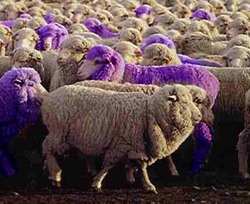 flock