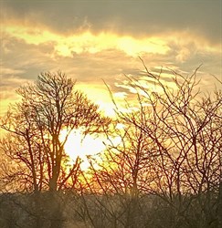 Sheila_photo